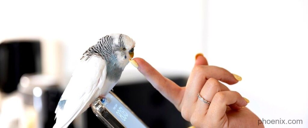 The 6 Best Bird Control Services in Phoenix