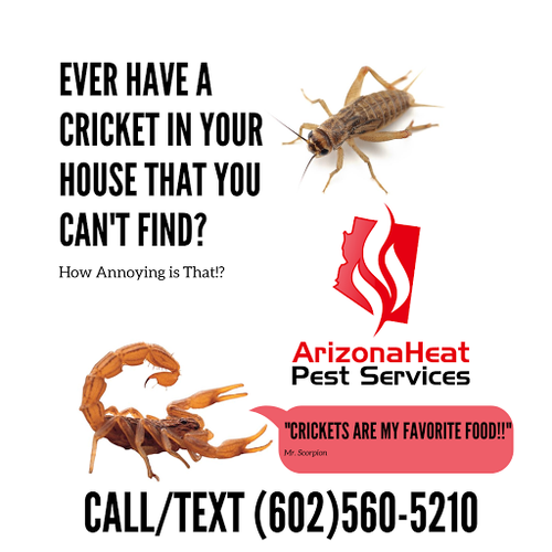 Arizona Heat Pest Services