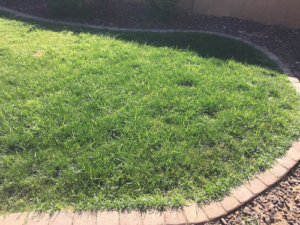 Lucas Lawn and Yard Care, LLC